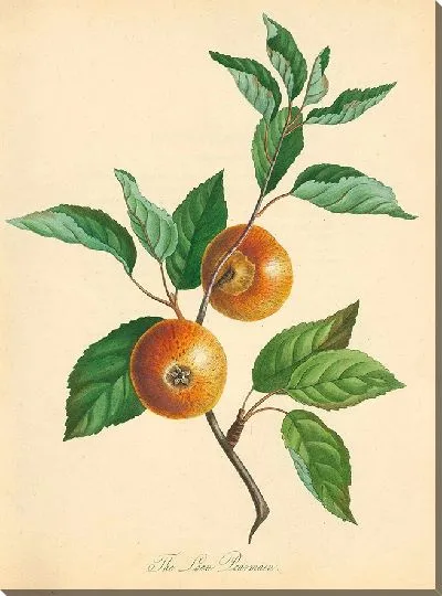 Картина Ссуда ​​Пирмейн (1811 г.)