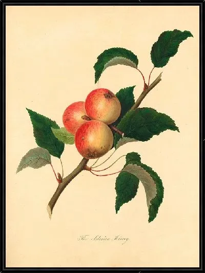 Картина Сибирский Гарви (1811)