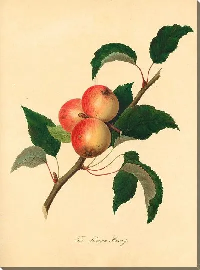 Картина Сибирский Гарви (1811)