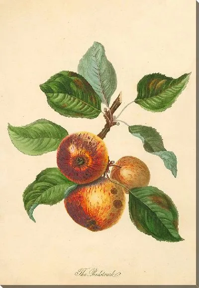 Картина Редстрик (1811)