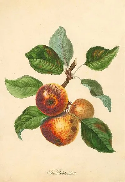 Картина Редстрик (1811)