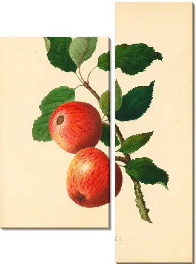 Картина Подвязочное яблоко (1811 г.)
