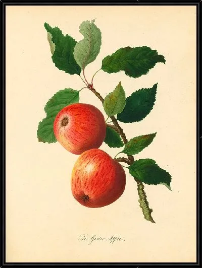 Картина Подвязочное яблоко (1811 г.)