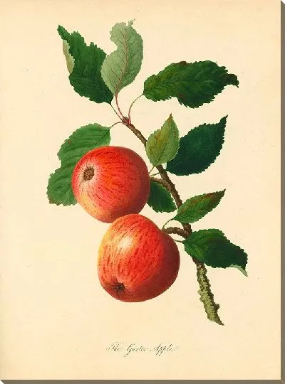 Картина Подвязочное яблоко (1811 г.)