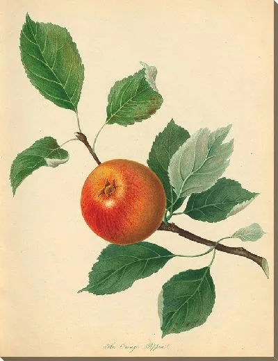 Картина Оранжевый Пиппин (1811)