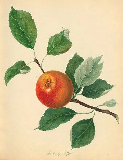 Картина Оранжевый Пиппин (1811)