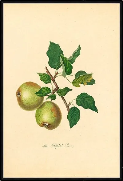 Картина Олдфилд Груша (1811)
