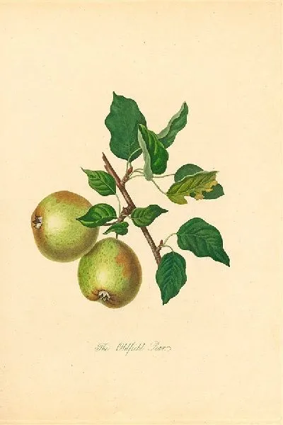 Картина Олдфилд Груша (1811)