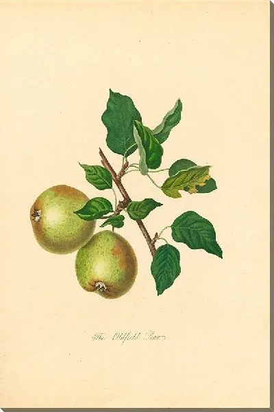 Картина Олдфилд Груша (1811)