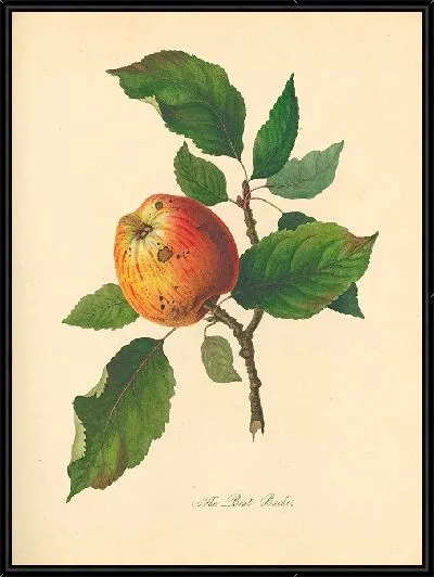 Картина Лучший Баш (1811)