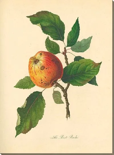 Картина Лучший Баш (1811)