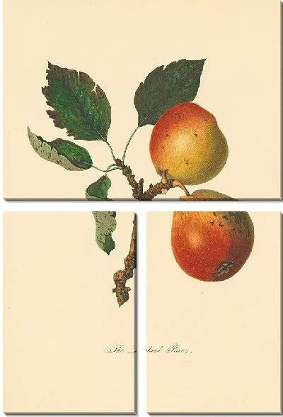 Картина Лонглендские груши (1811 г.)