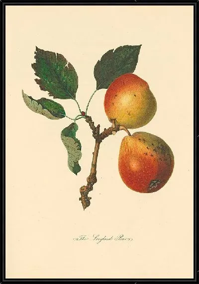 Картина Лонглендские груши (1811 г.)
