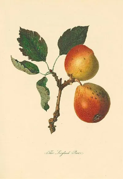 Картина Лонглендские груши (1811 г.)