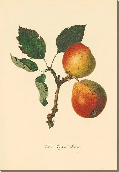 Картина Лонглендские груши (1811 г.)