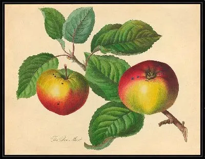 Красный Муст (1811)