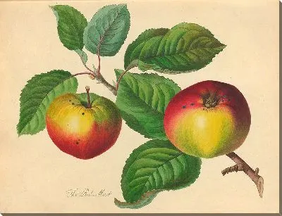 Красный Муст (1811)