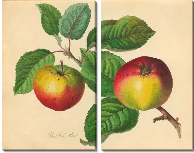 Красный Муст (1811)