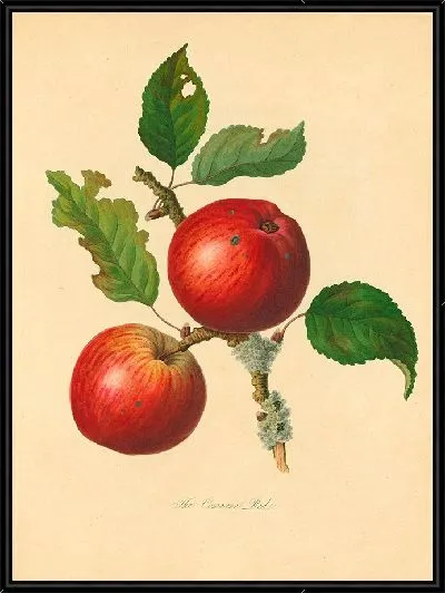 Картина Коварн Ред (1811)