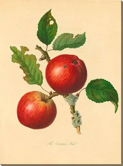 Картина Коварн Ред (1811)