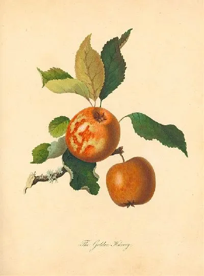 Картина Золотой Харви (1811 г.)