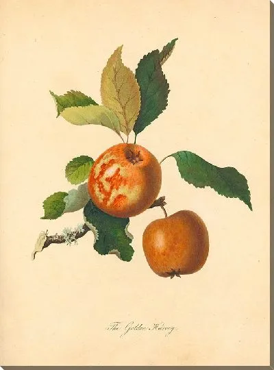 Картина Золотой Харви (1811 г.)