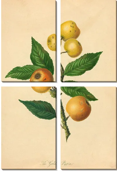 Картина Золотой Пиппин (1811 г.)