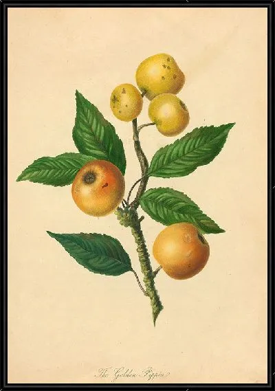 Картина Золотой Пиппин (1811 г.)