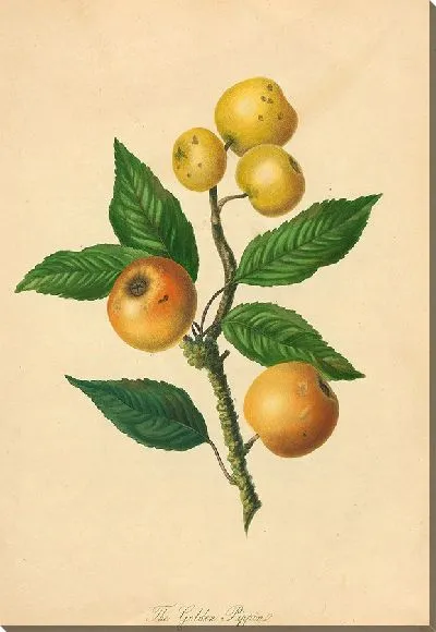 Картина Золотой Пиппин (1811 г.)