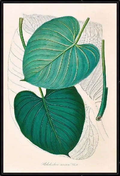 Картина Иконы Aroidearum Pl.02 (1857 г.)