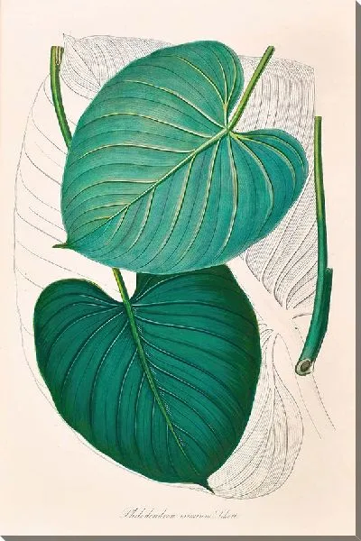 Картина Иконы Aroidearum Pl.02 (1857 г.)