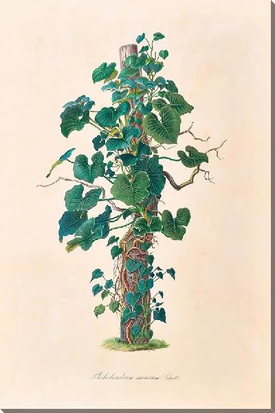 Картина Иконы Aroidearum Pl.01 (1857 г.)