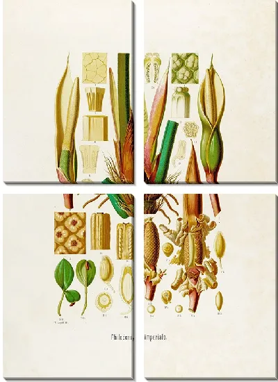 Картина Aroideae Maximilianae Pl.42 (1879)