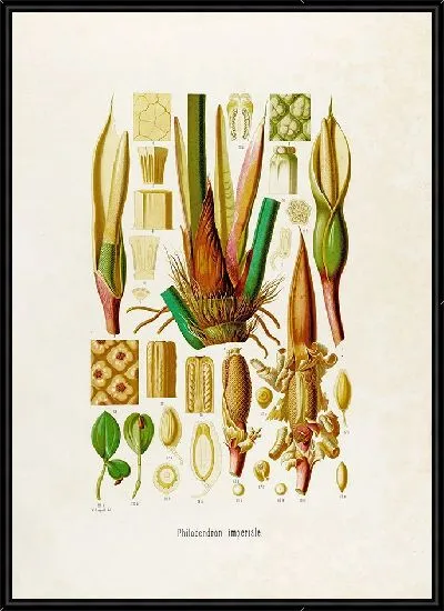 Картина Aroideae Maximilianae Pl.42 (1879)