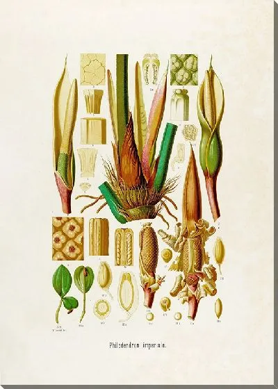 Картина Aroideae Maximilianae Pl.42 (1879)