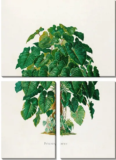 Картина Aroideae Maximilianae Pl.41 (1879)