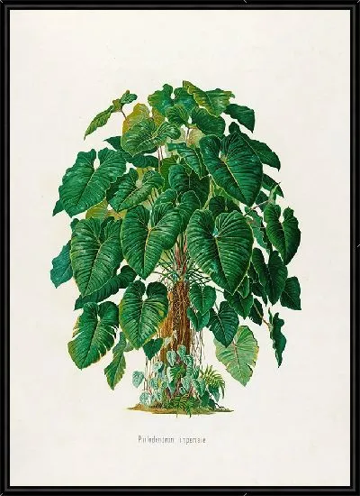 Картина Aroideae Maximilianae Pl.41 (1879)