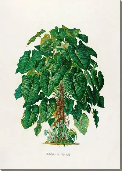 Картина Aroideae Maximilianae Pl.41 (1879)