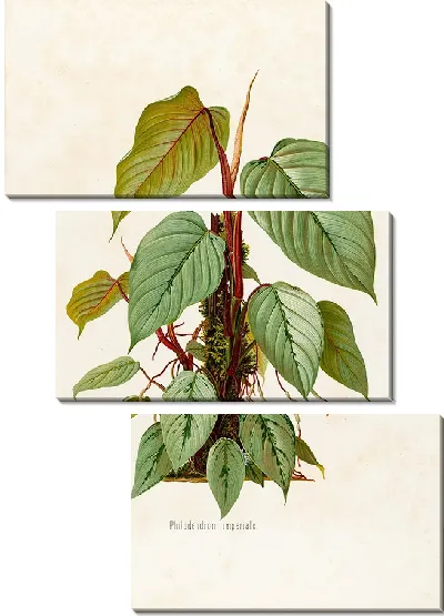Картина Aroideae Maximilianae Pl.40 (1879)