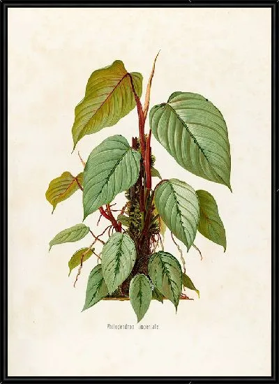 Картина Aroideae Maximilianae Pl.40 (1879)