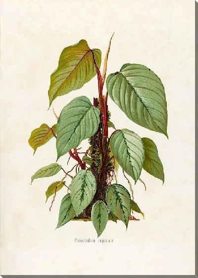 Картина Aroideae Maximilianae Pl.40 (1879)