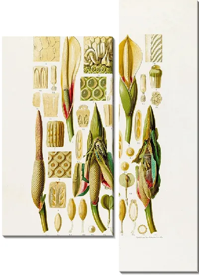 Картина Aroideae Maximilianae Pl.39 (1879)