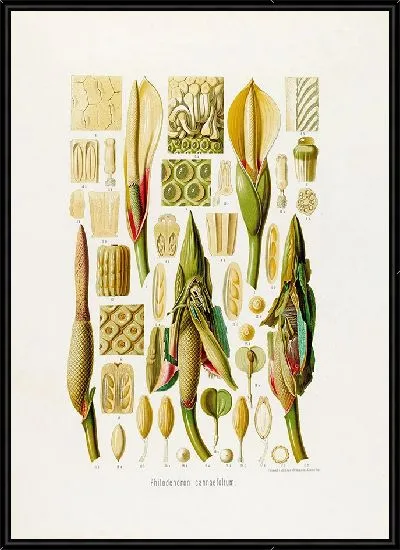 Картина Aroideae Maximilianae Pl.39 (1879)