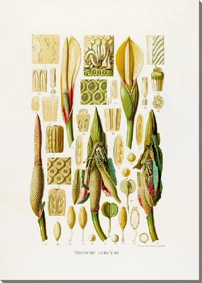 Картина Aroideae Maximilianae Pl.39 (1879)