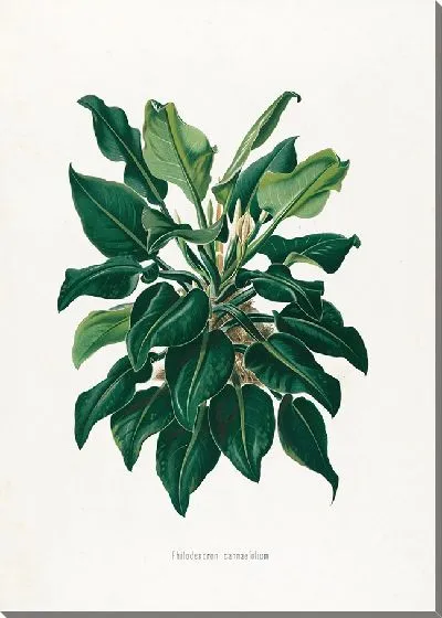 Картина Aroideae Maximilianae Pl.38 (1879)