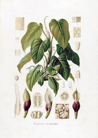 Картина Aroideae Maximilianae Pl.37 (1879)