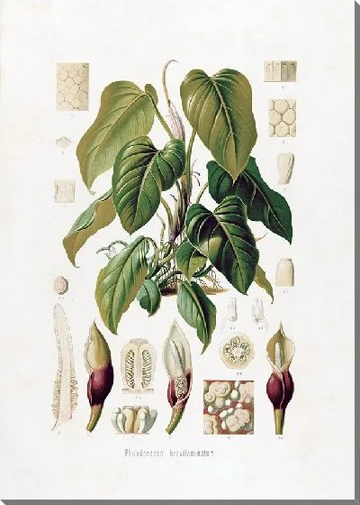 Картина Aroideae Maximilianae Pl.37 (1879)