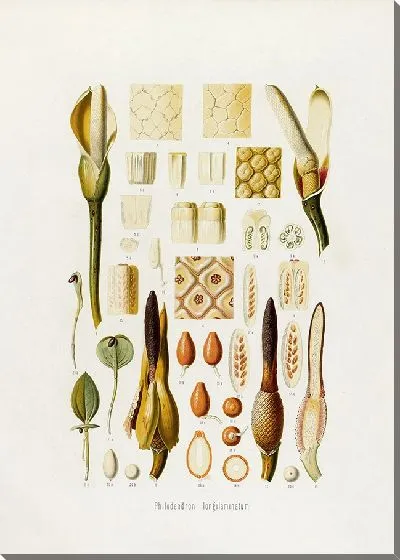 Картина Aroideae Maximilianae Pl.36 (1879)