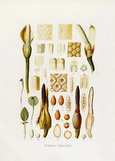 Картина Aroideae Maximilianae Pl.36 (1879)