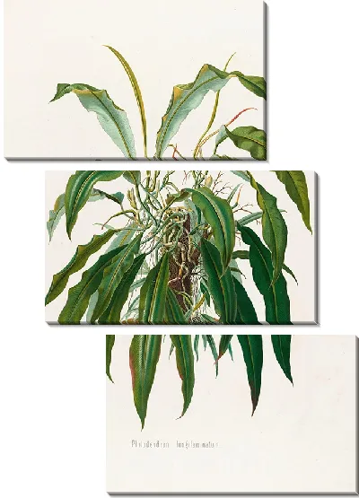 Картина Aroideae Maximilianae Pl.35 (1879)